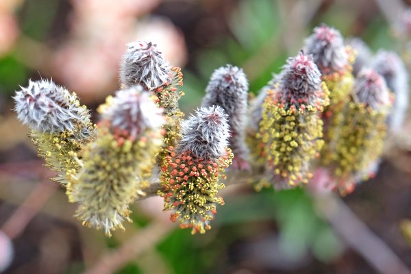 salcie himalayană, ingredient natural din VivaCalm Fitness gel 100% natural